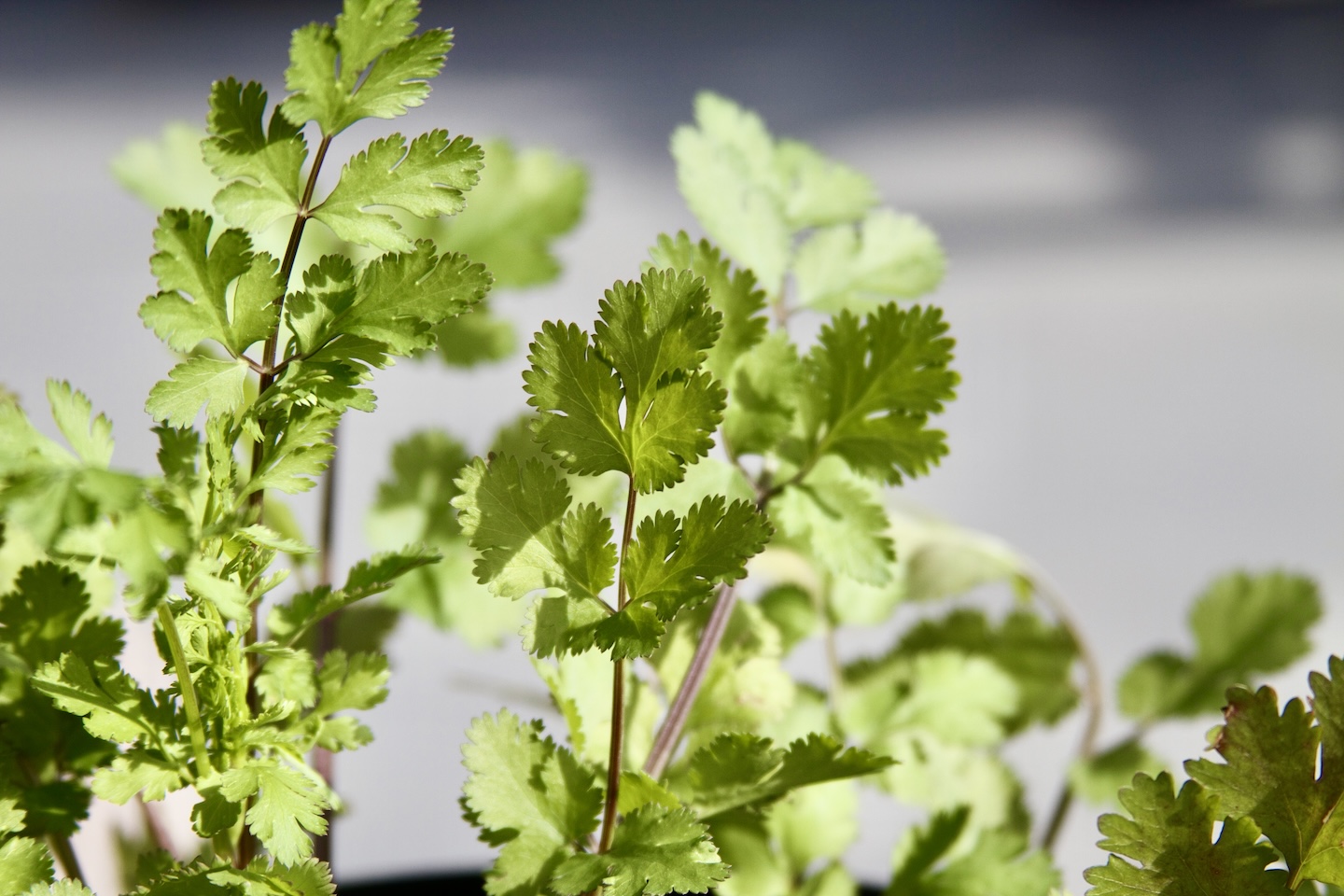 Cilantro in pot