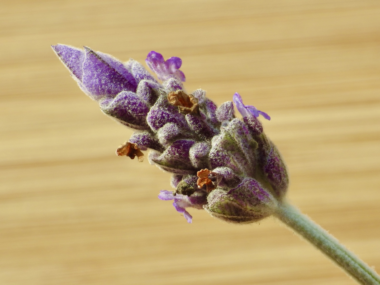 Lavender buds close-up