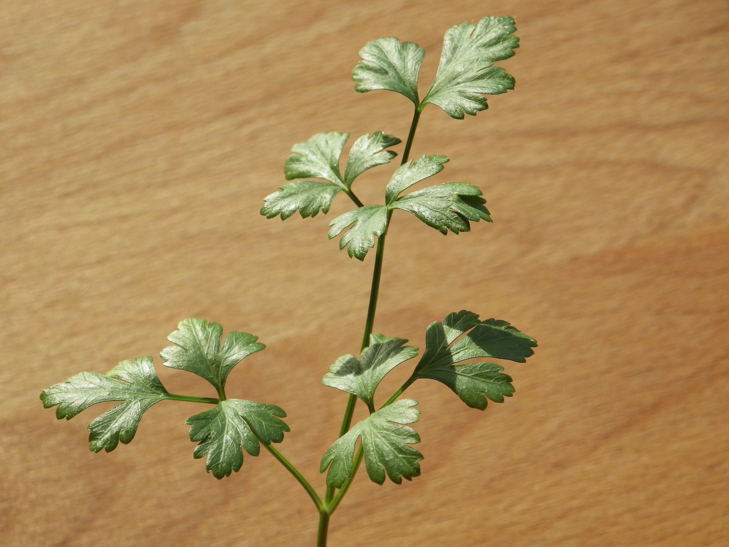 Parsley