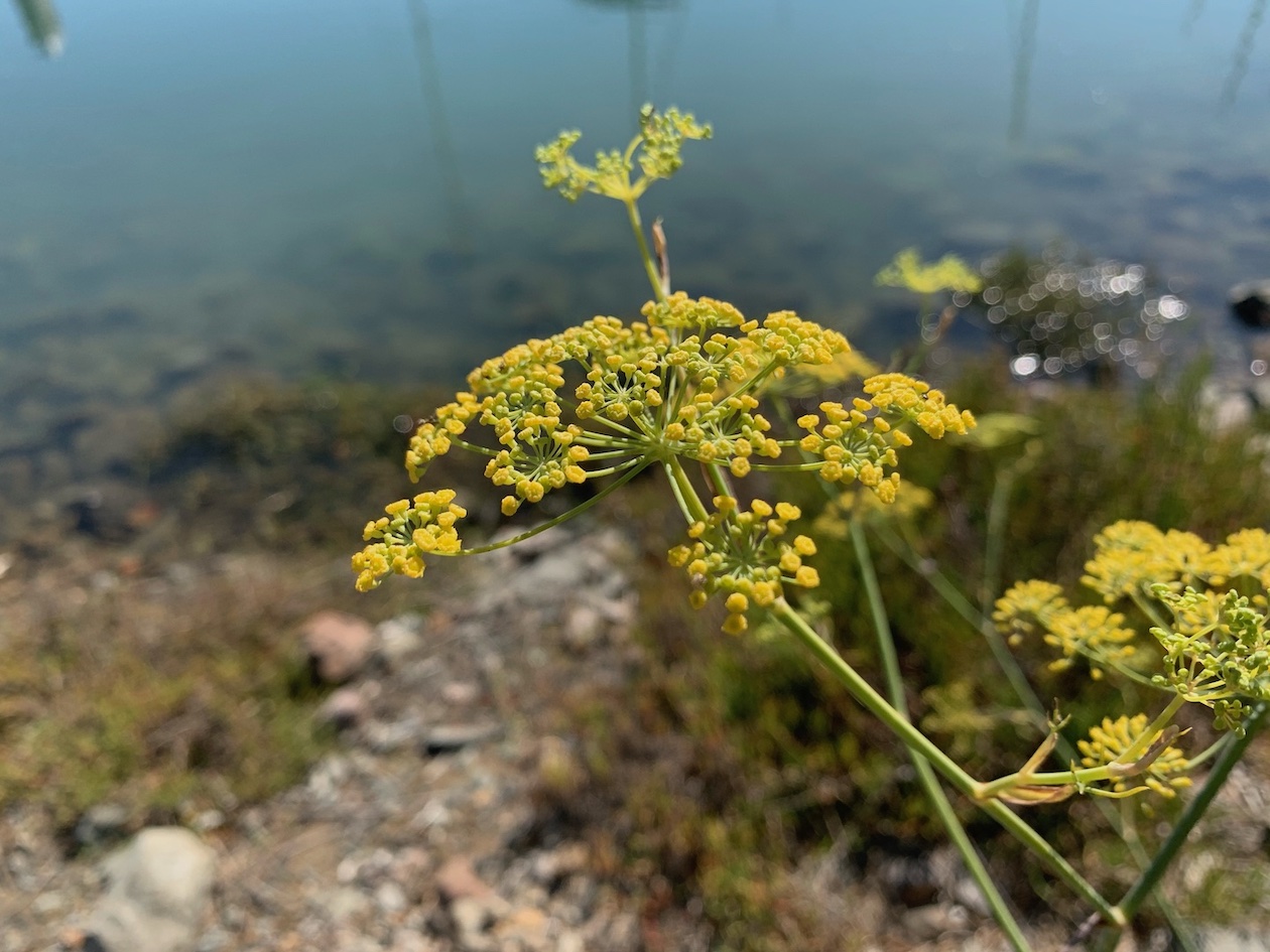 Fennel Plant