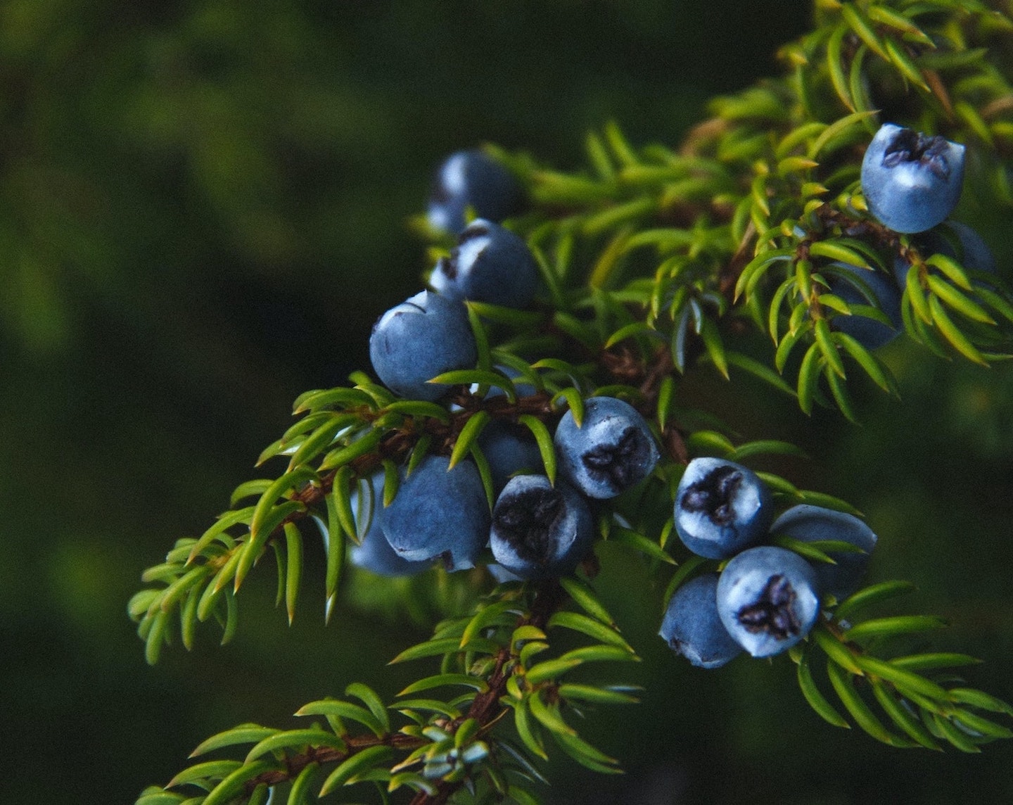 Juniper berry