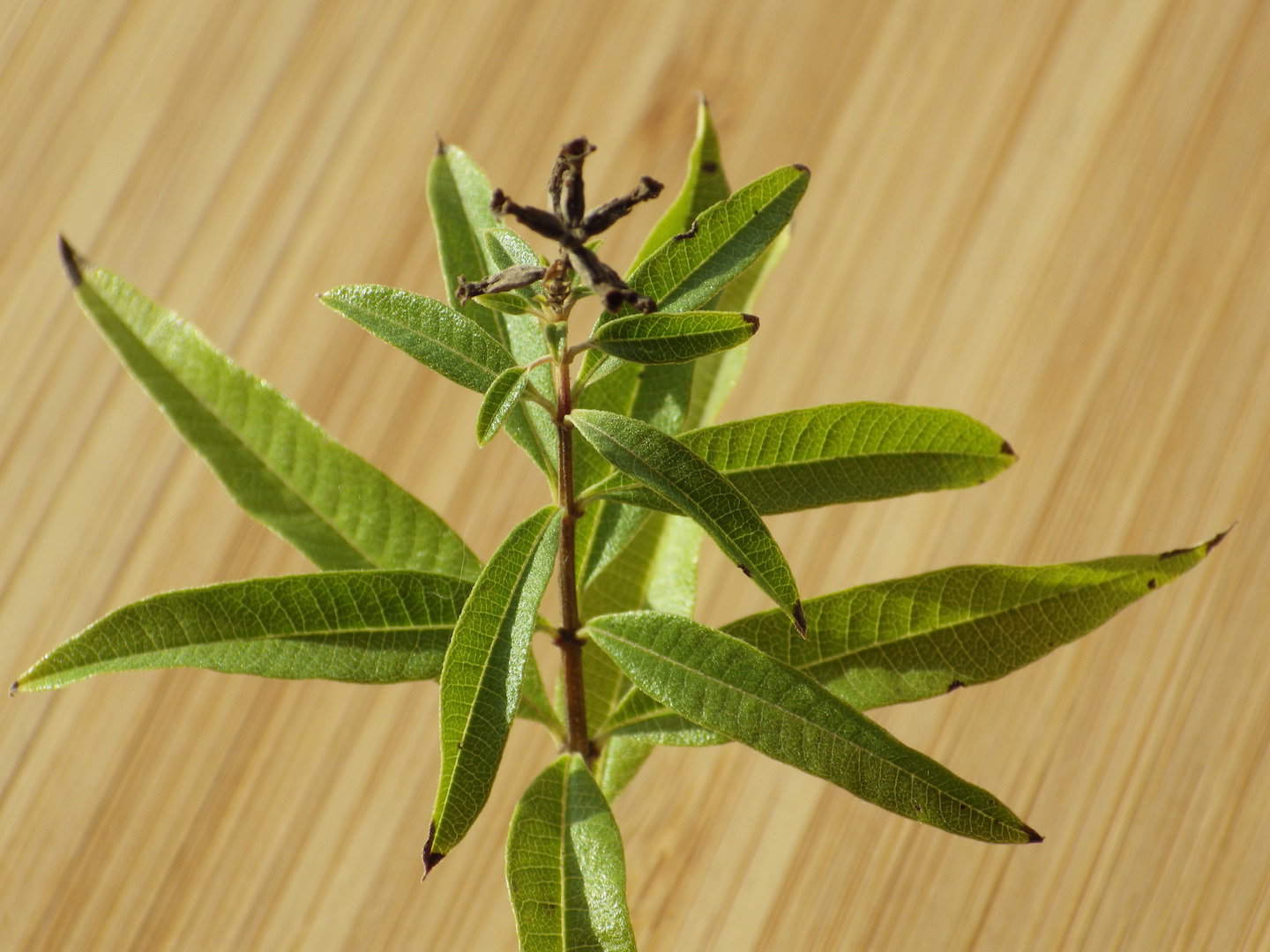 Lemon Verbena