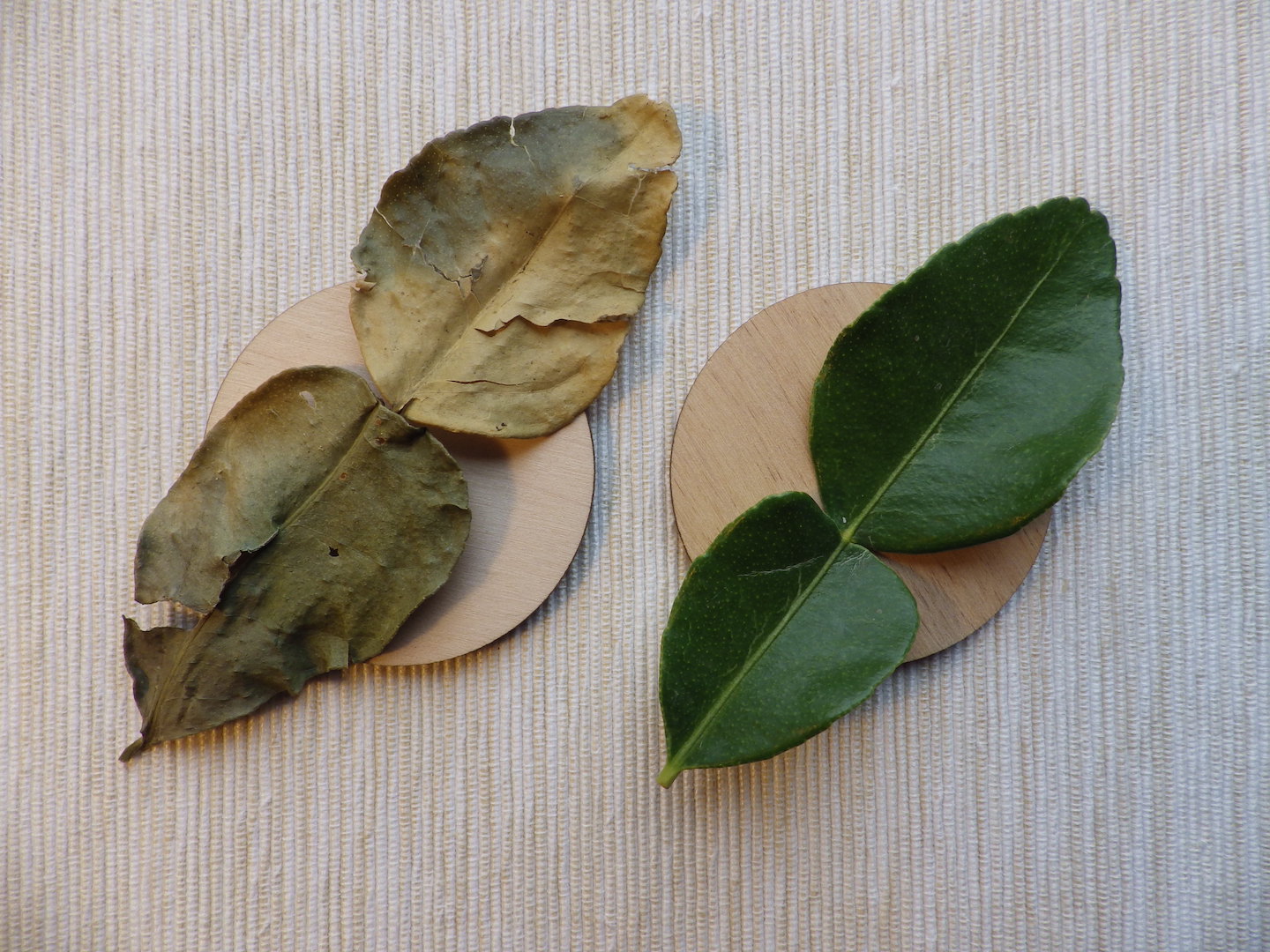 Makrut Lime Leaves - dried and fresh