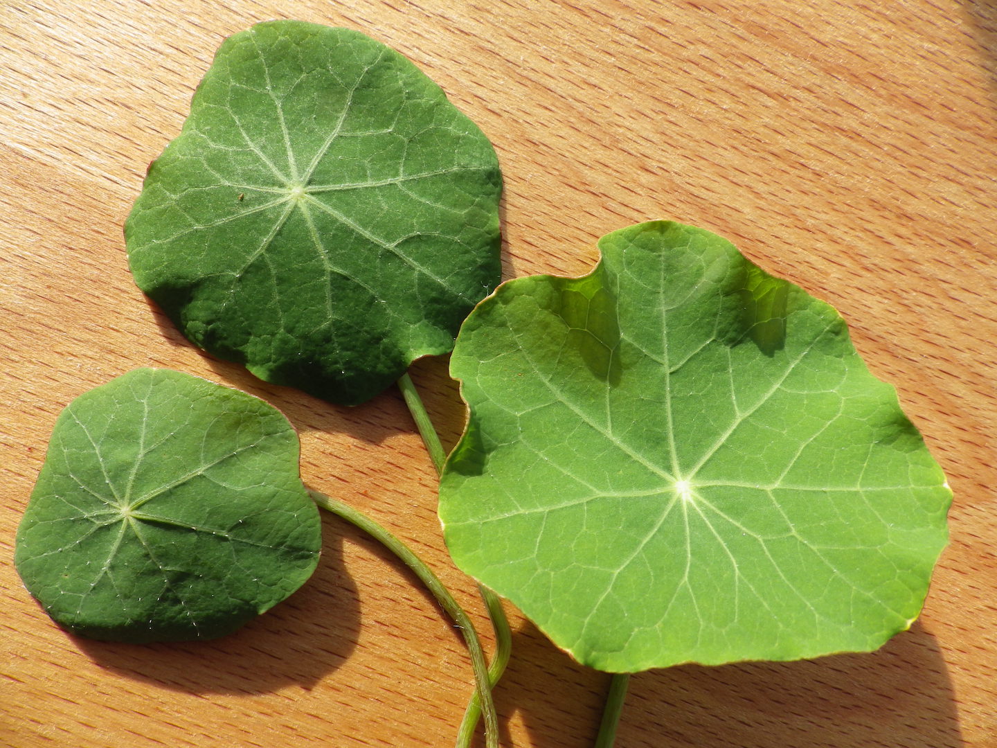 Nasturtium