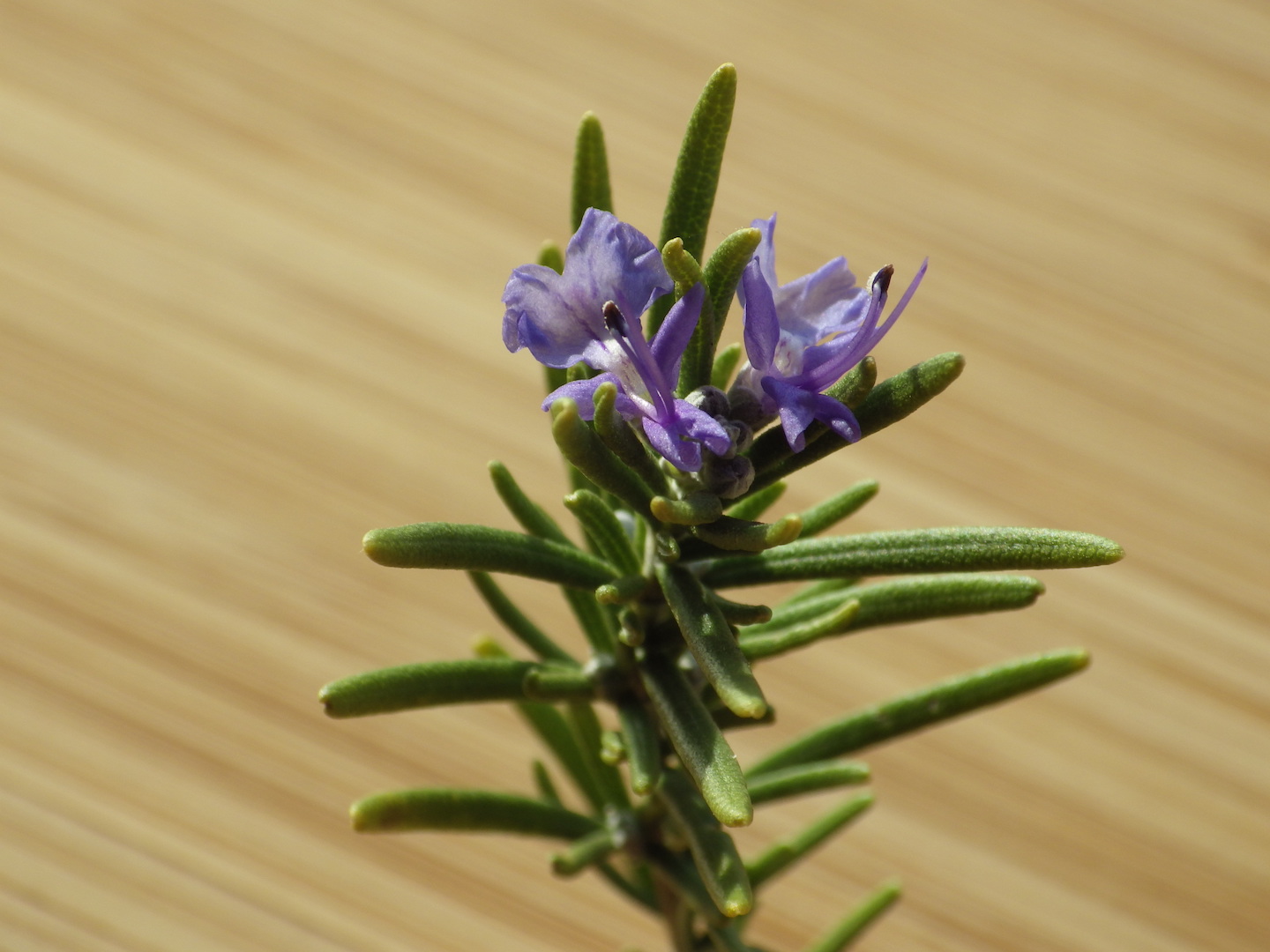 Rosemary