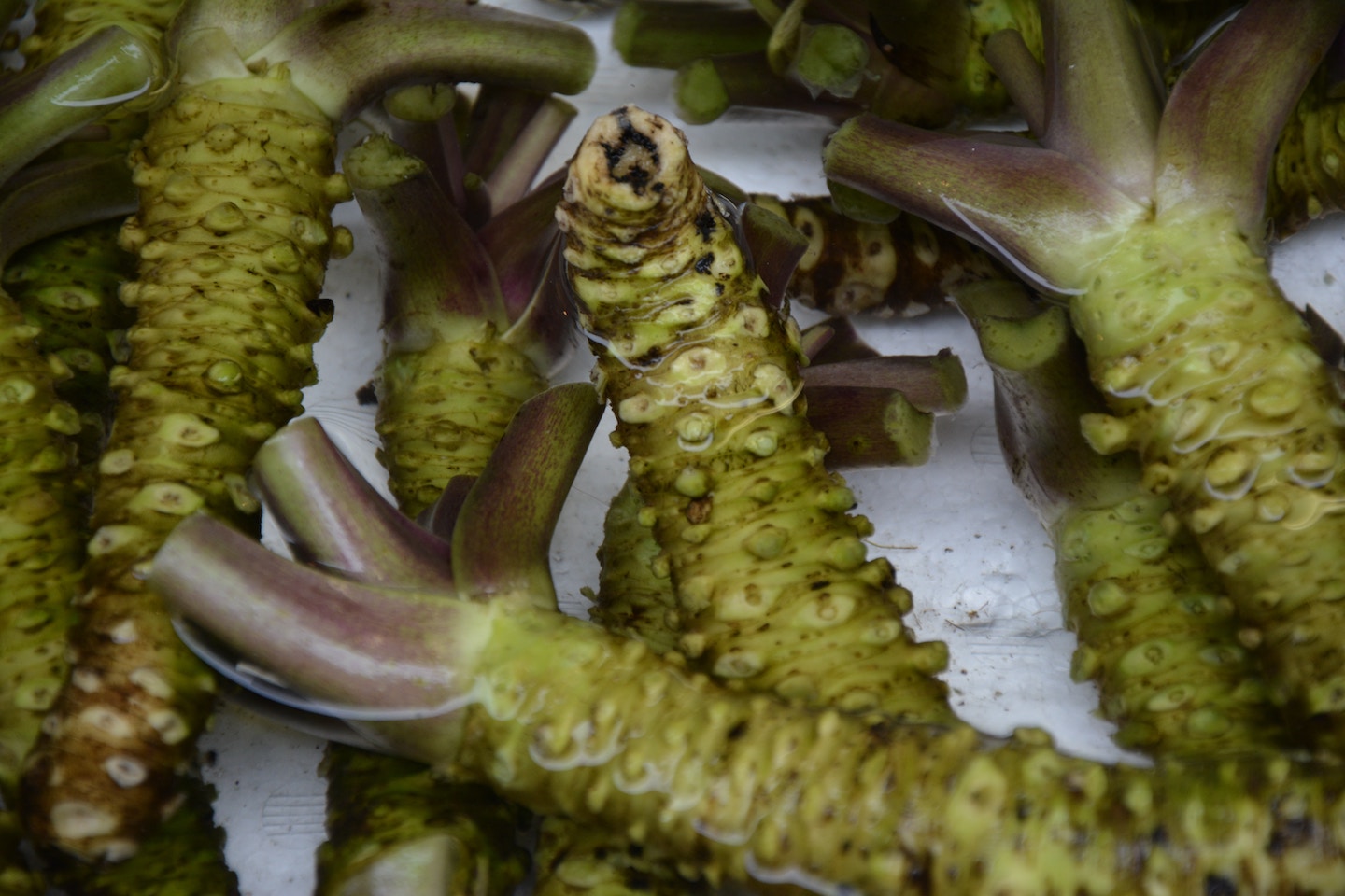 Wasabi rhizomes