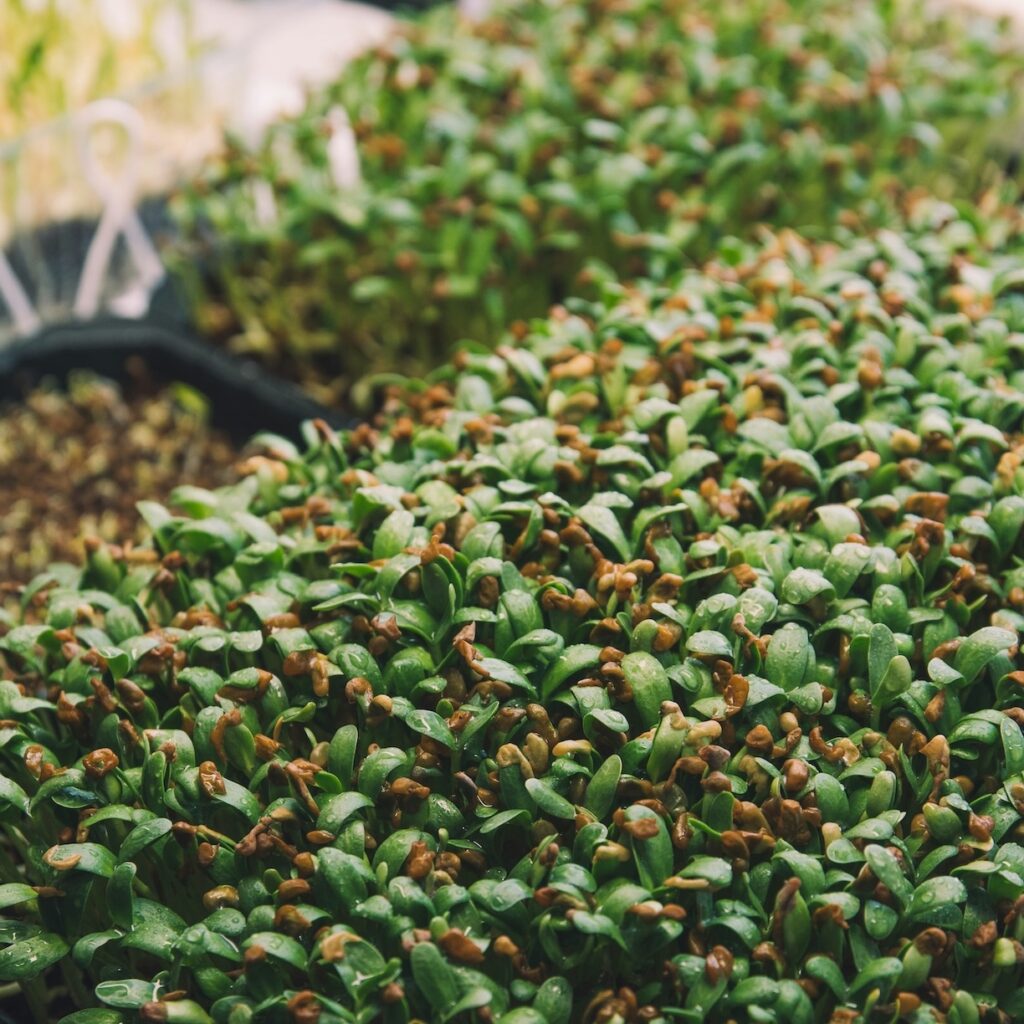 Fenugreek microgreens