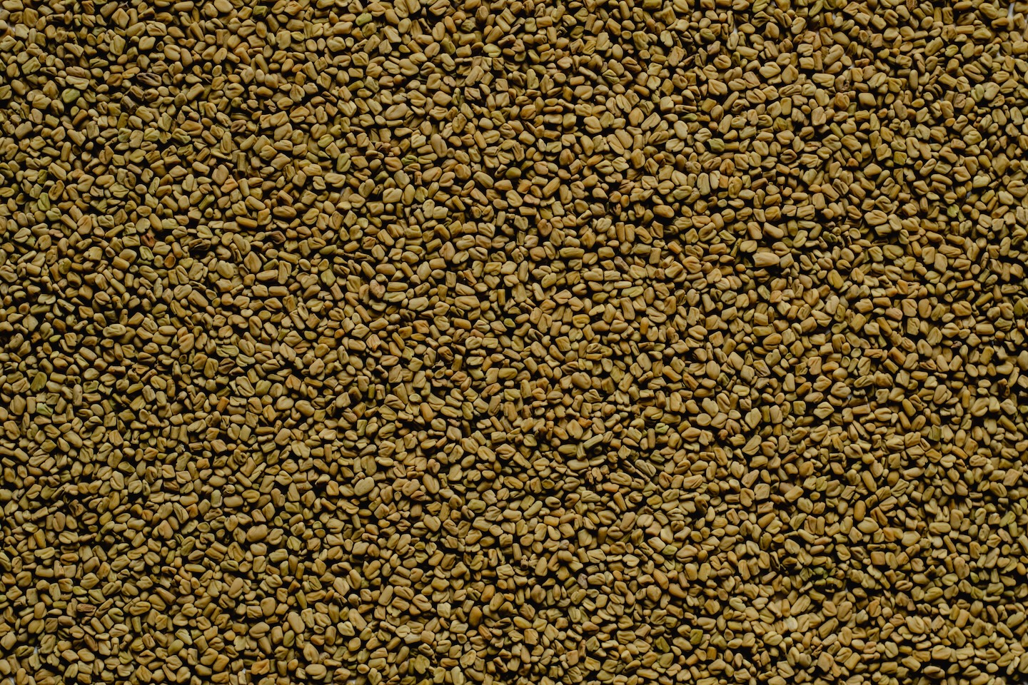 Fenugreek Seed