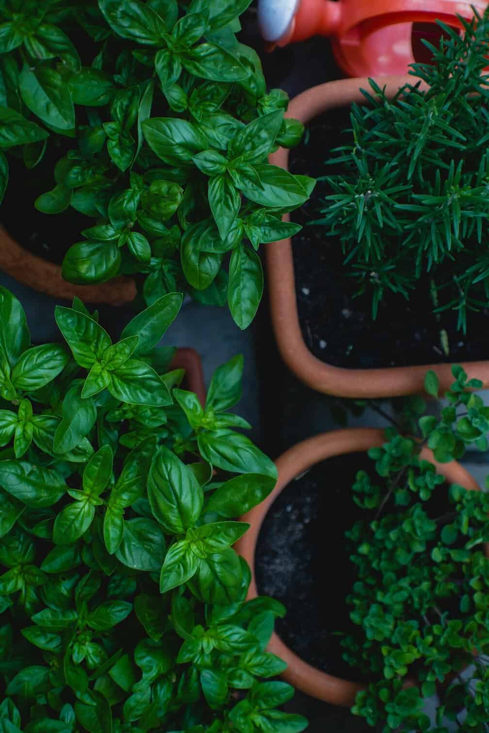 Herb Garden