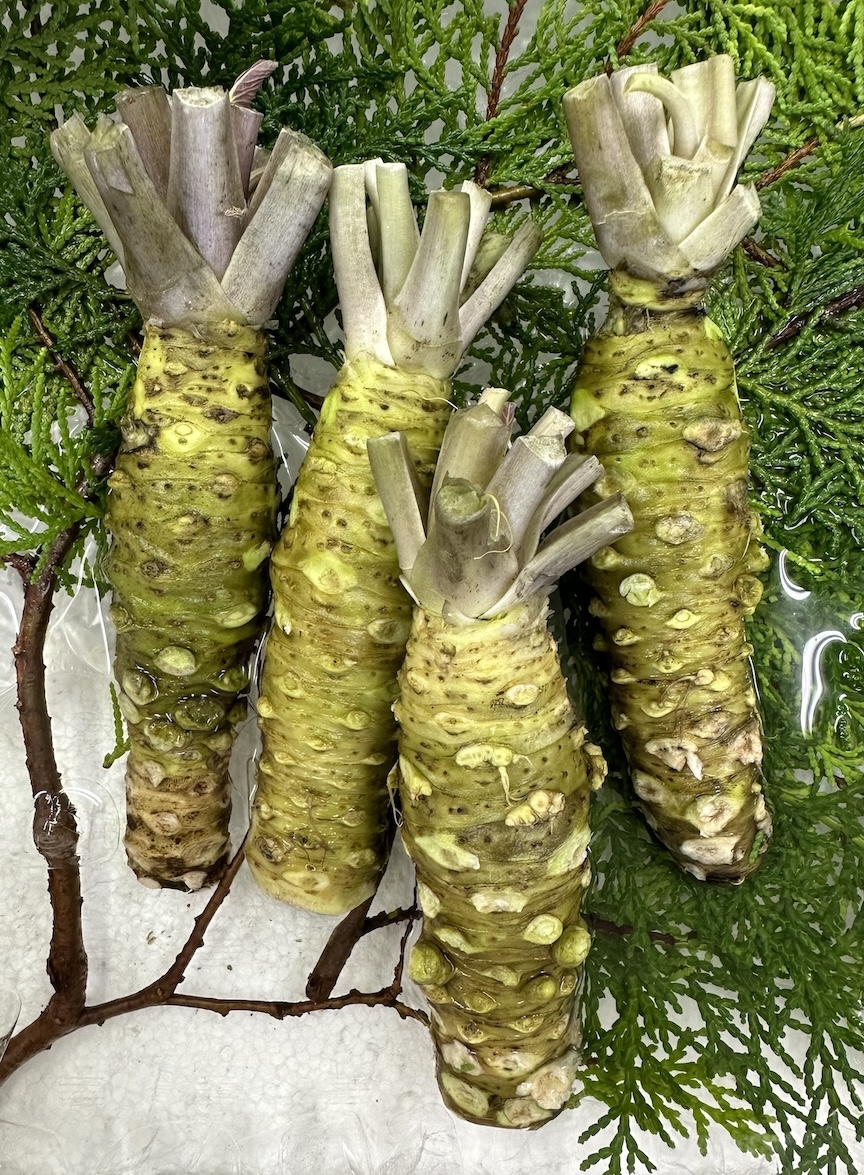 Four Wasabi Rhizomes