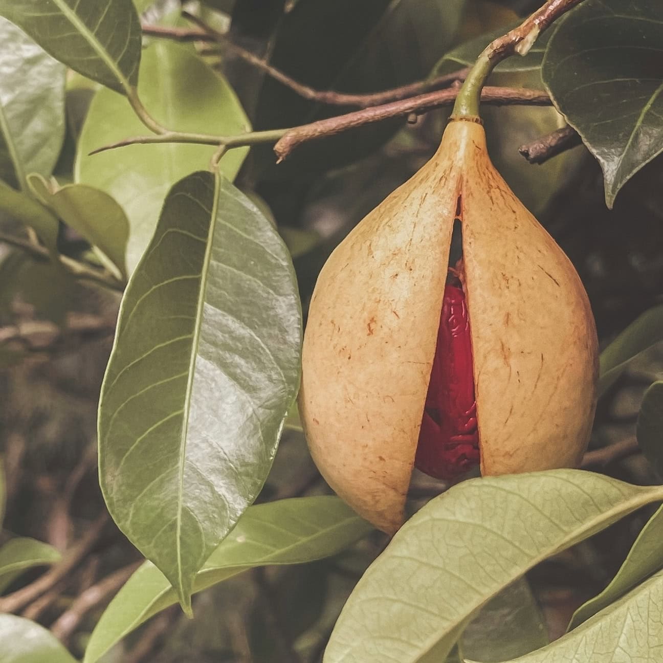 Nutmeg and Mace on tree