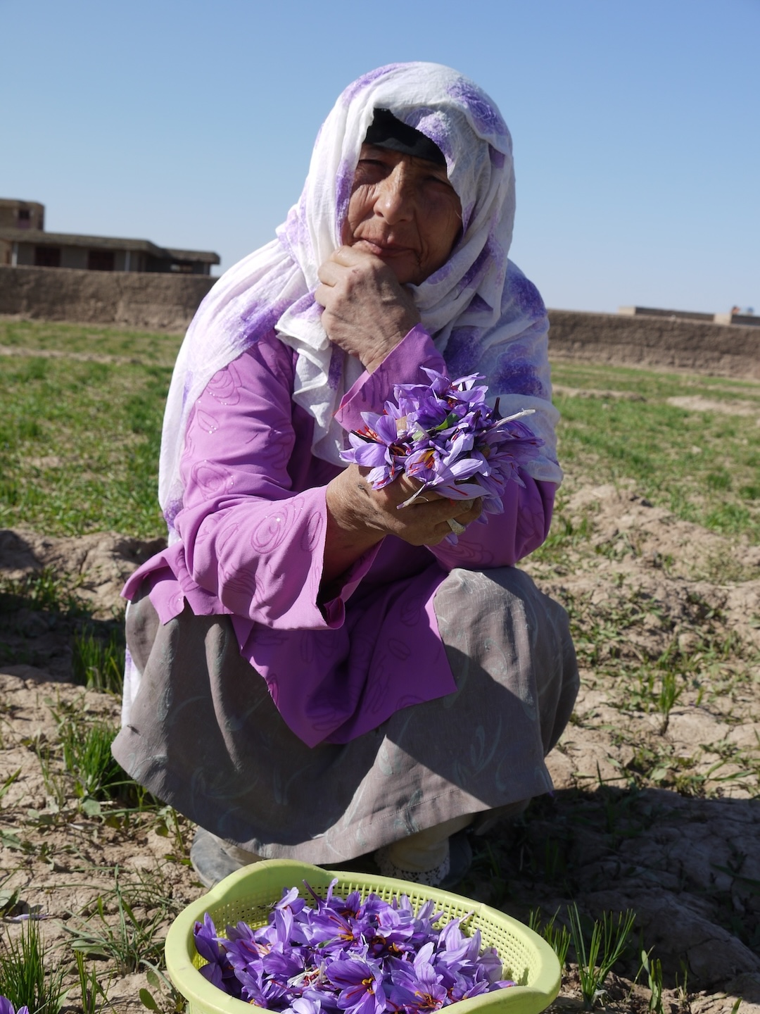 Saffron Harvesting