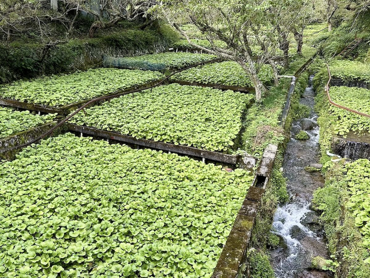 Wasabi cultivation featured image