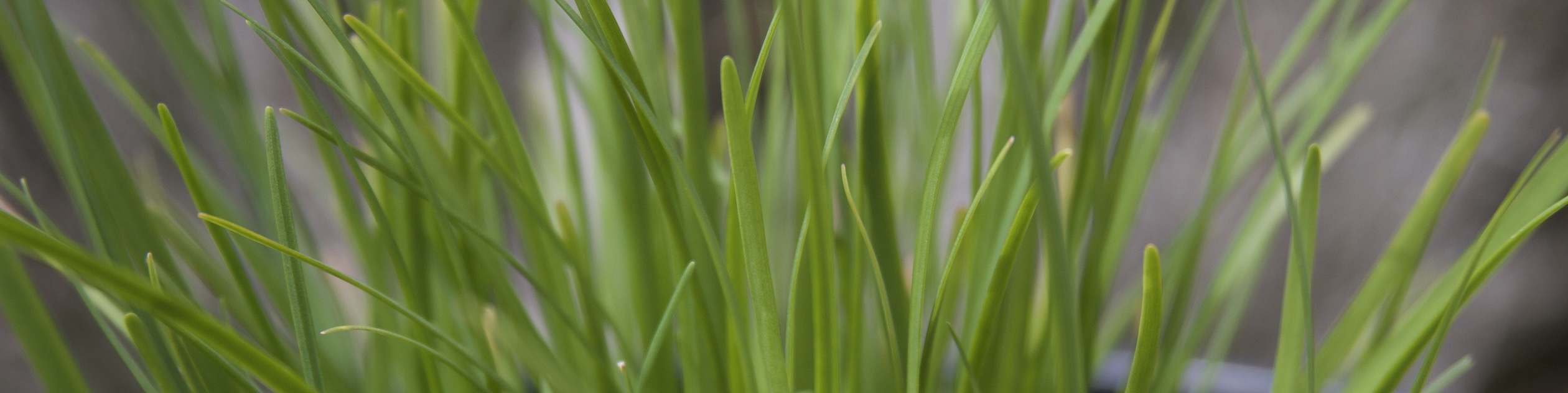 Garlic chives header