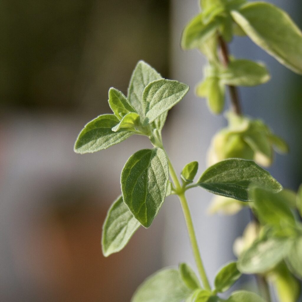 Italian oregano leaves