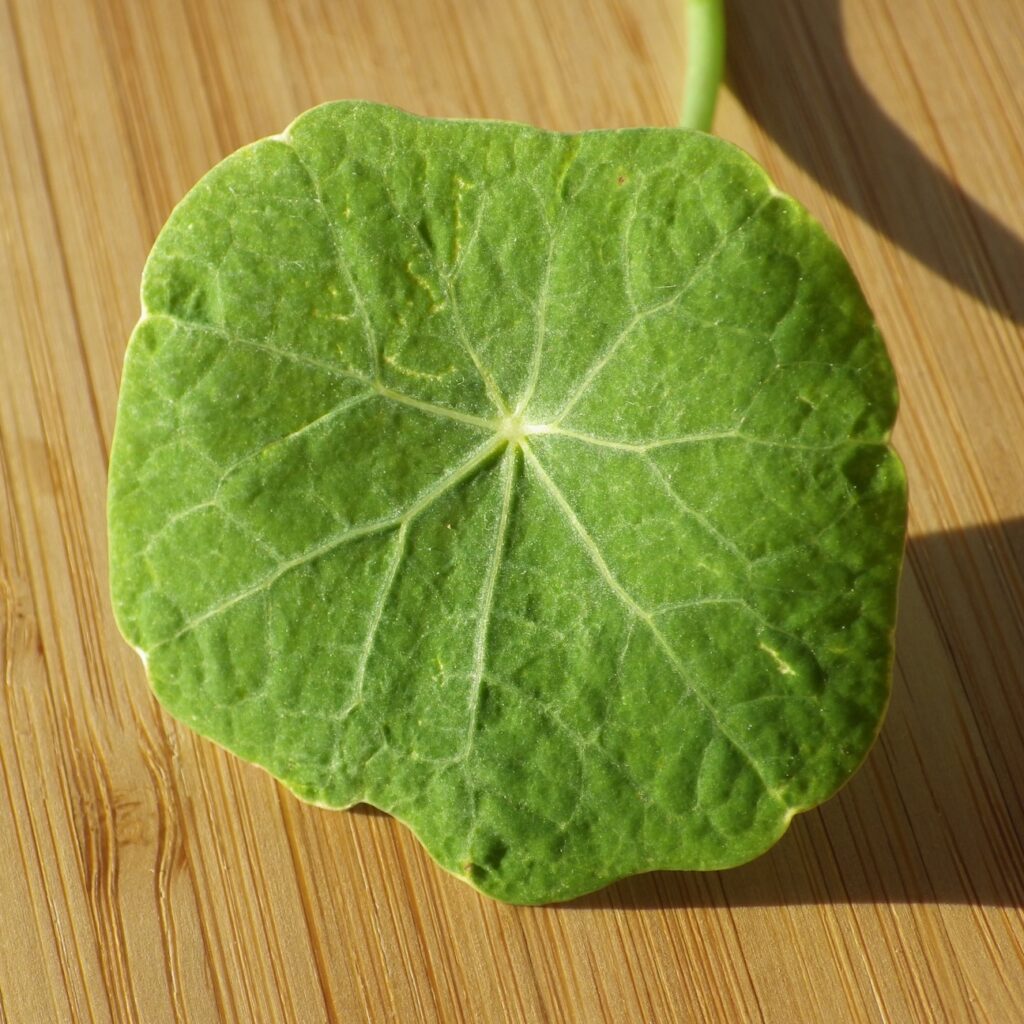 Nasturtium single leaf