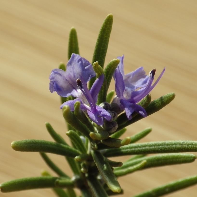 Rosemary profile