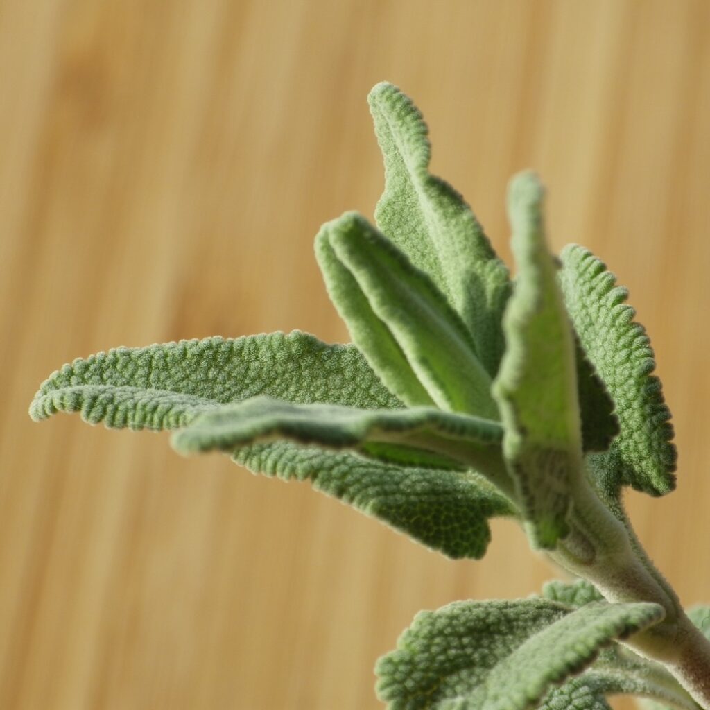 Sage profile