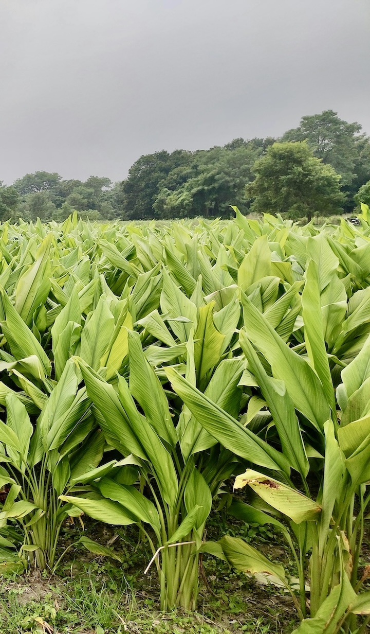 Turmeric field