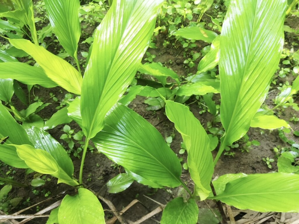 Turmeric plants