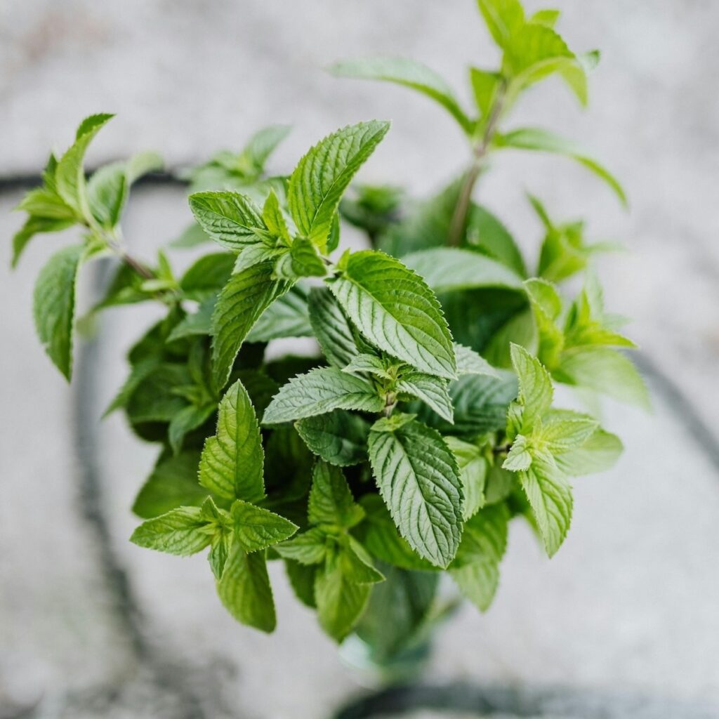 Spearmint on glass table