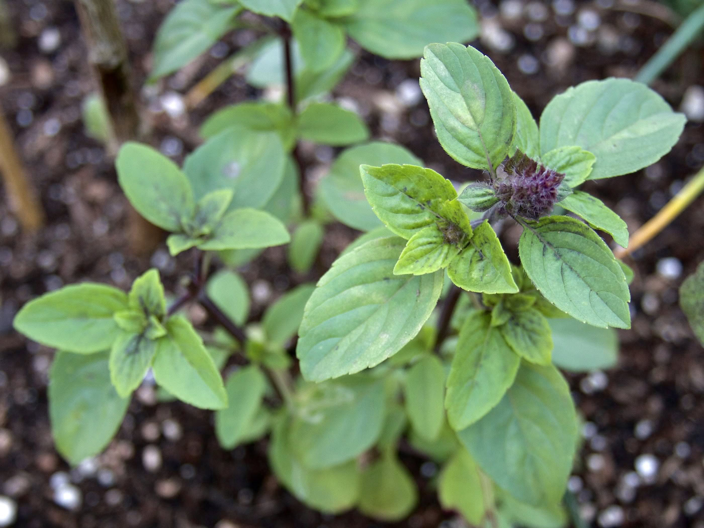 African blue basil