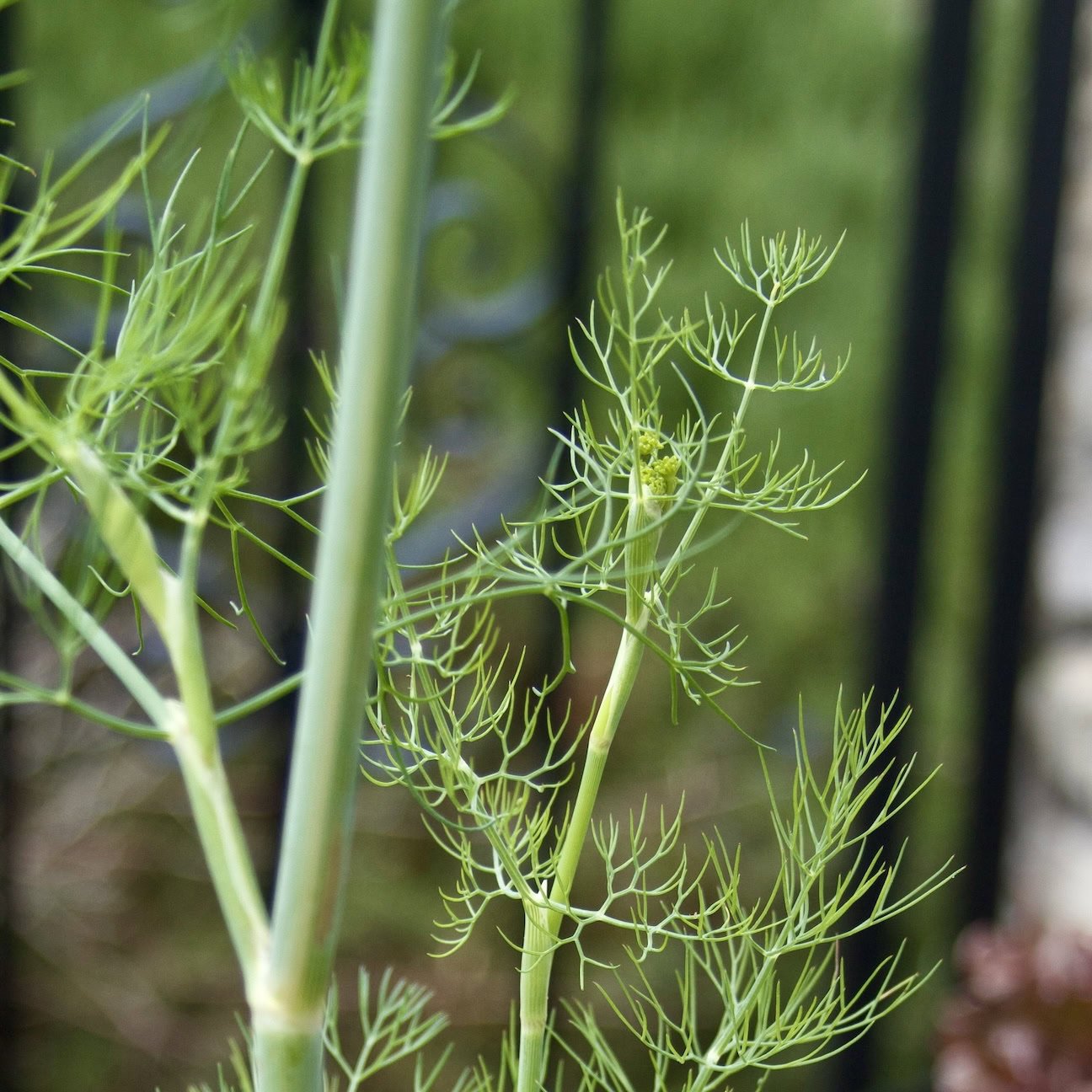 Dill fronds