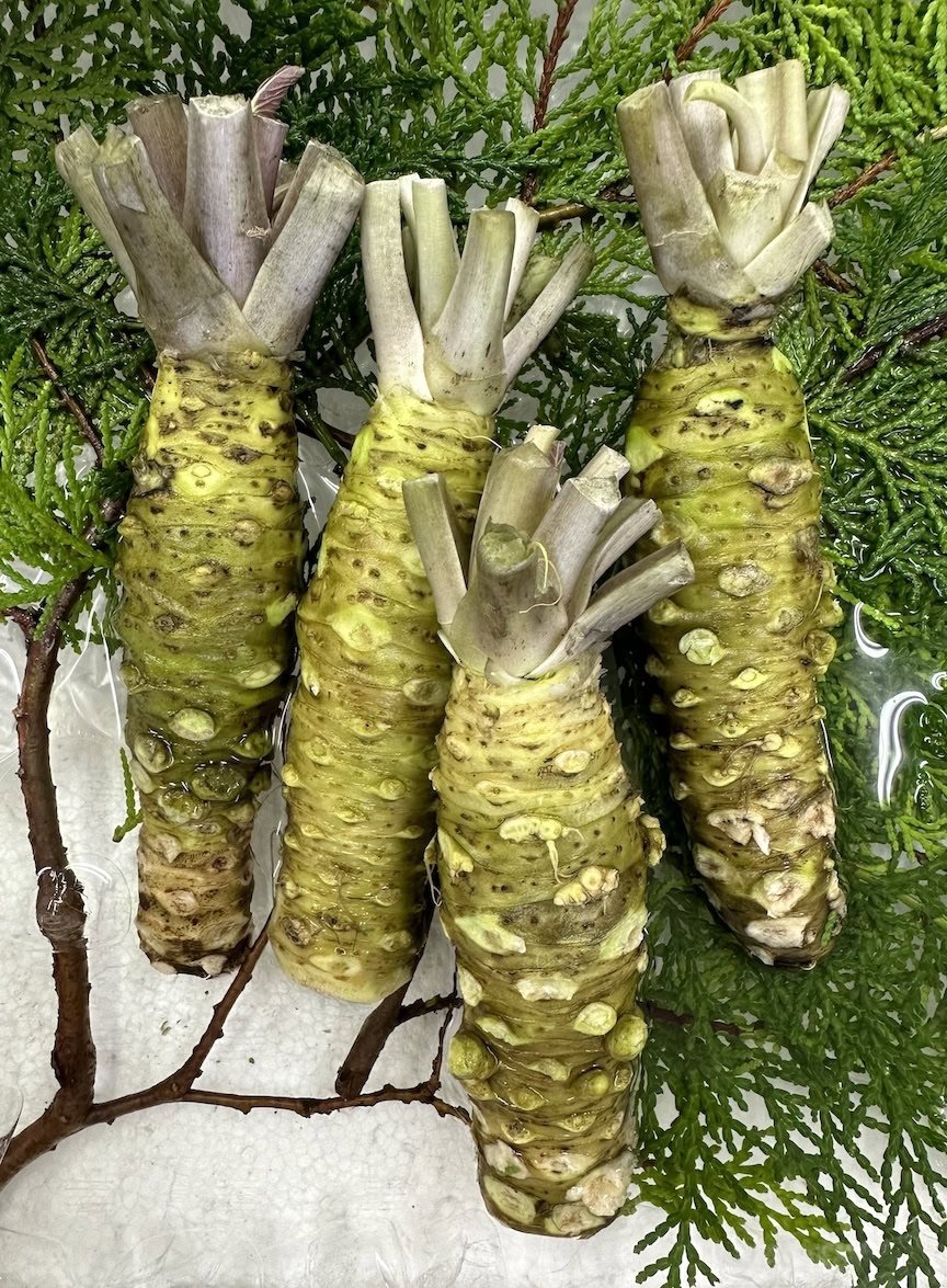 Four fresh wasabi rhizomes