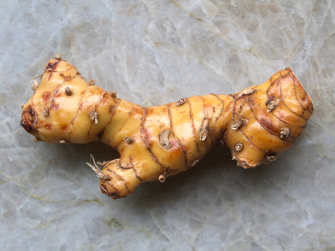 Galangal rhizome on quartz countertop