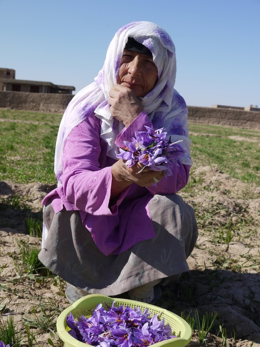 Harvesting saffron