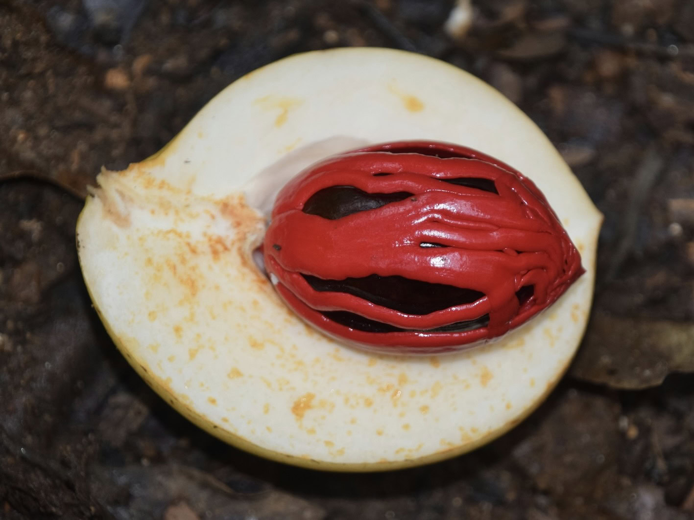 Mace covering nutmeg in fruit