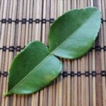Double-lobed makrut lime leaf
