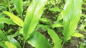 Mature turmeric plants