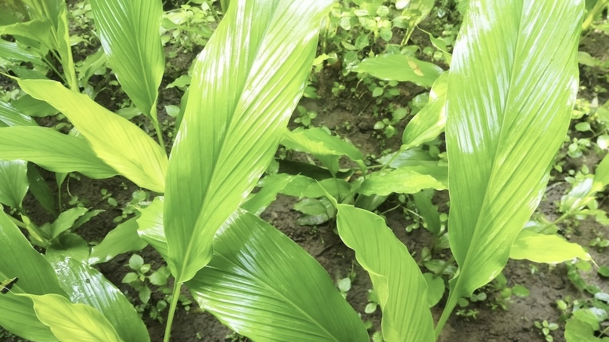 Mature turmeric plants Mature turmeric plants