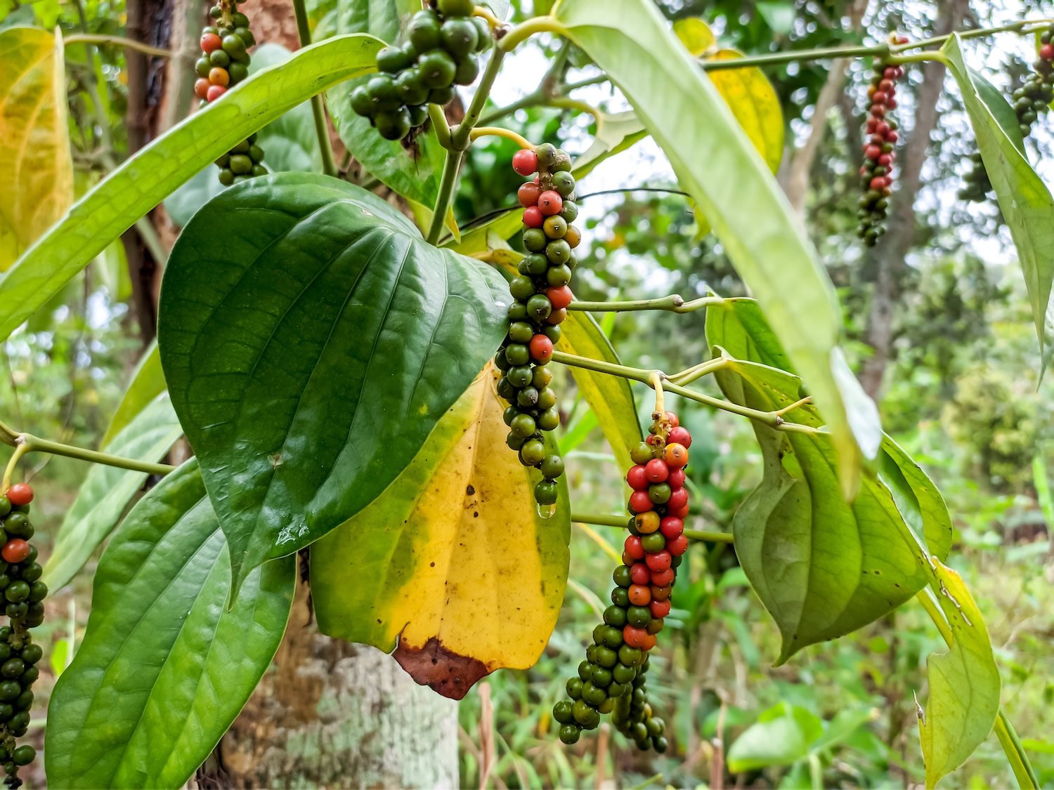 Black pepper fruits on vine