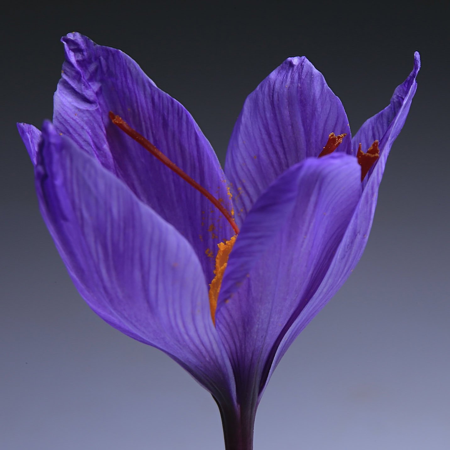 Saffron crocus blossoming