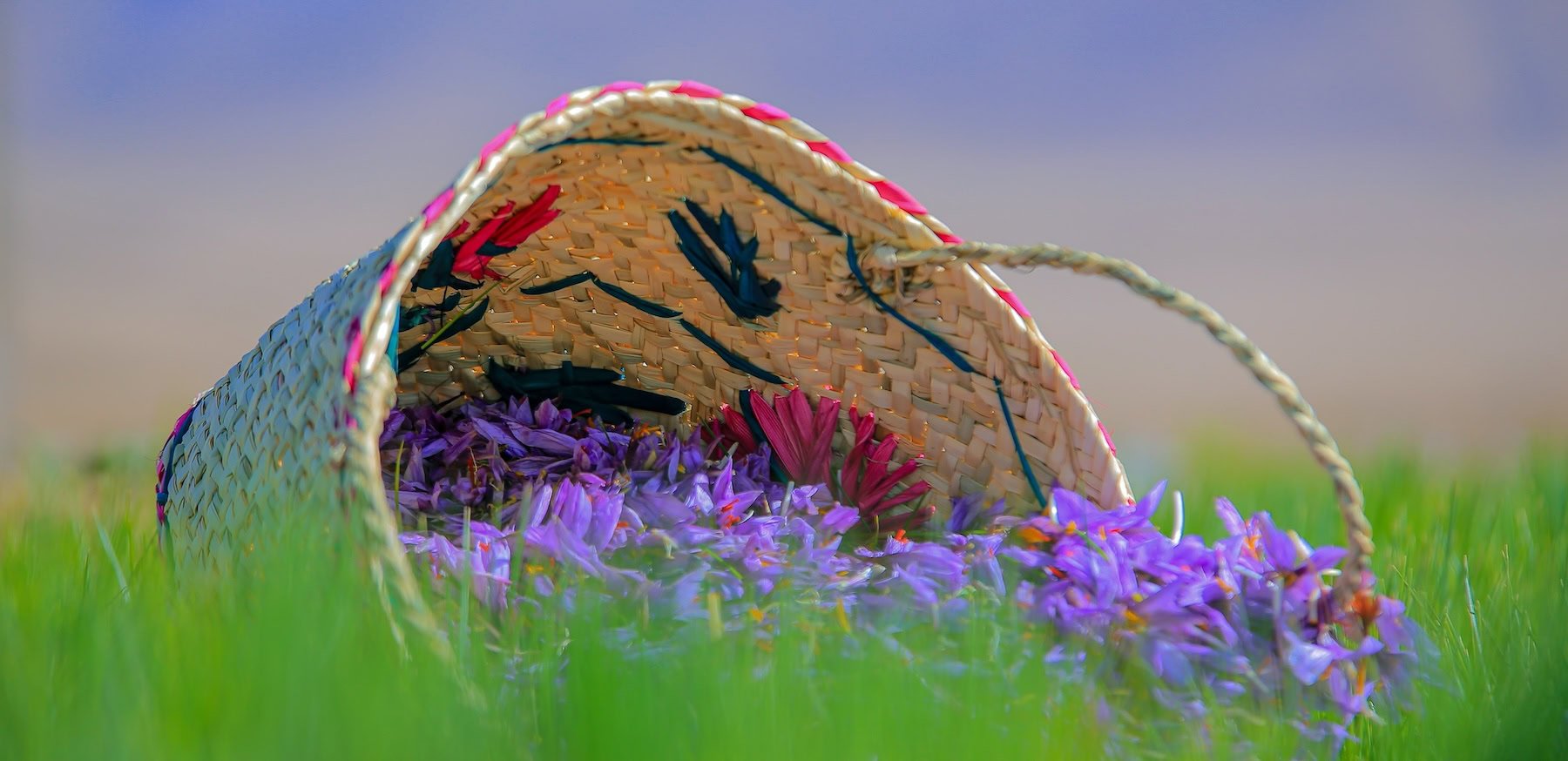 Saffron harvesting basket