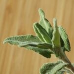 Sage close-up