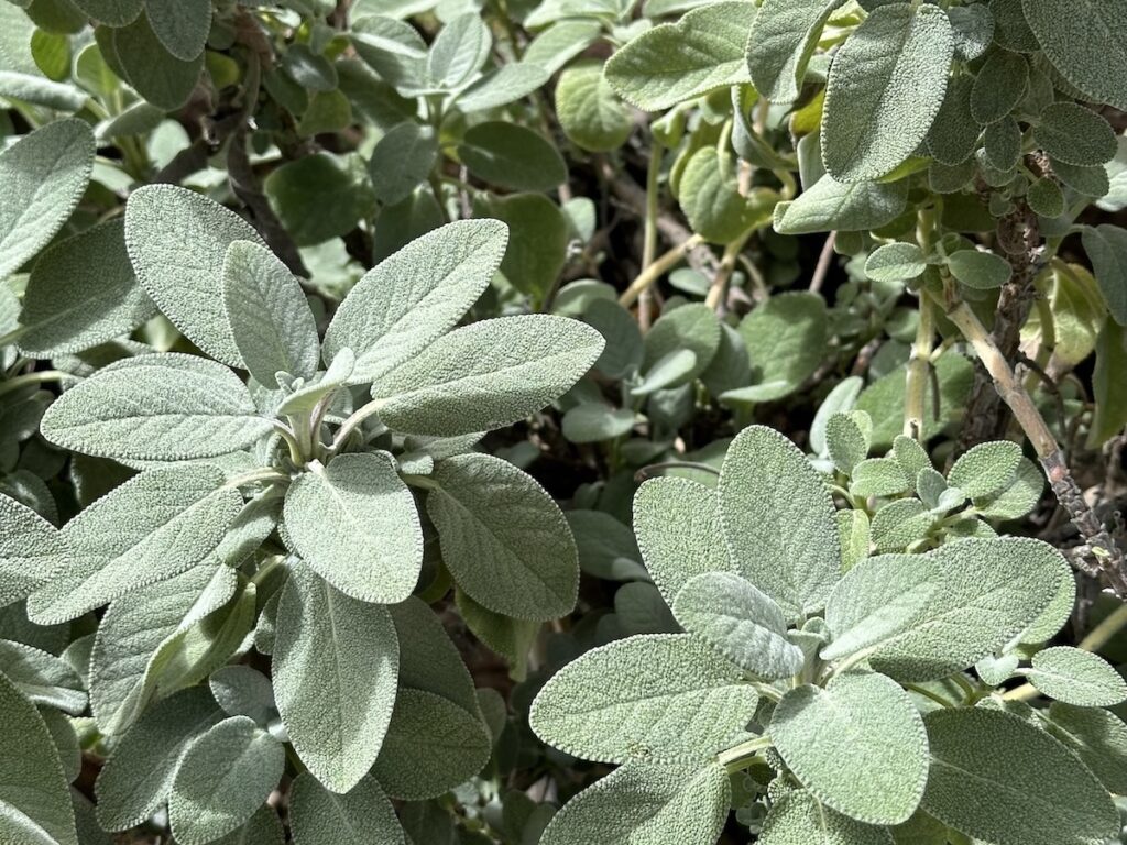 Sage plants in garden
