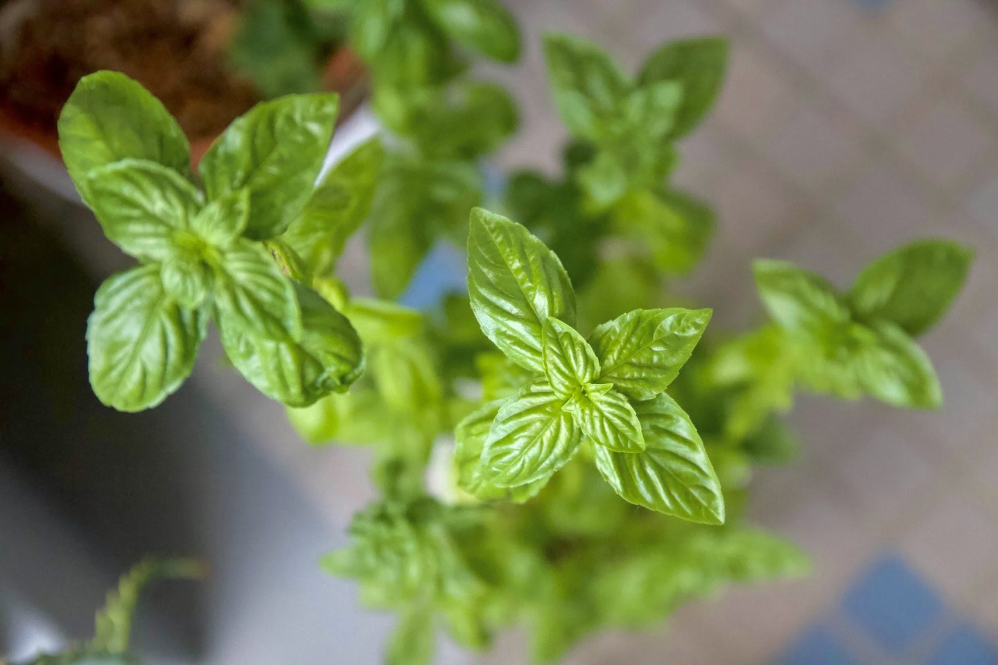 Sweet basil leaves, bird's eye view
