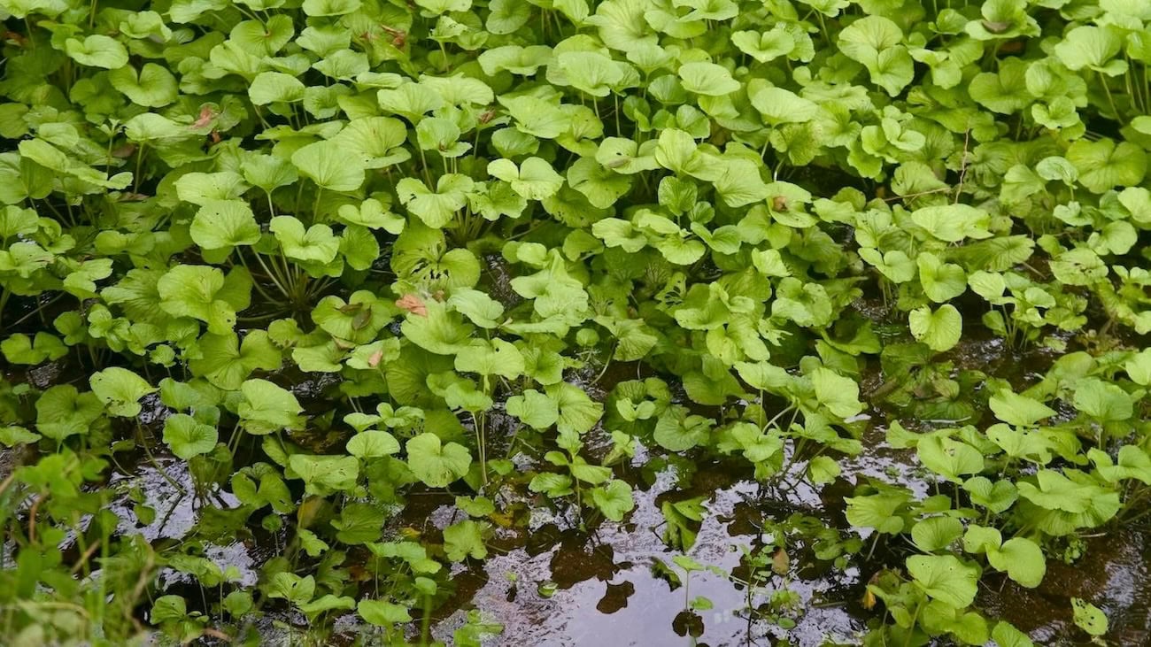 Wasabi plants growing in stream