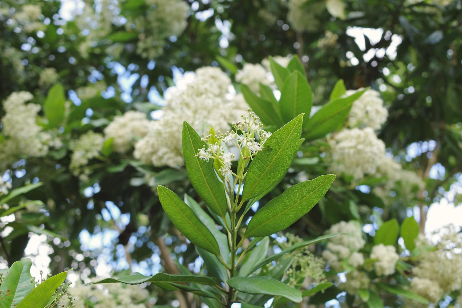 Allspice leaves on the tree