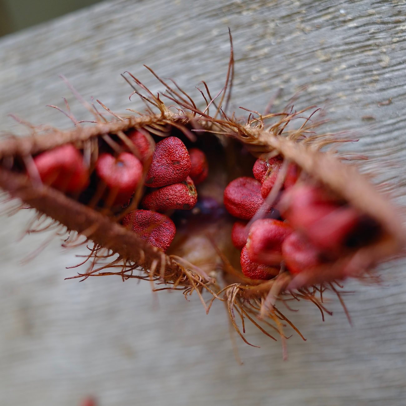 Annatto seeds in open pod on a wooden table