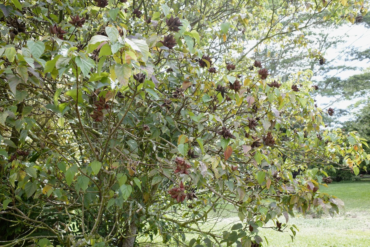 A tree with many fruits on it.