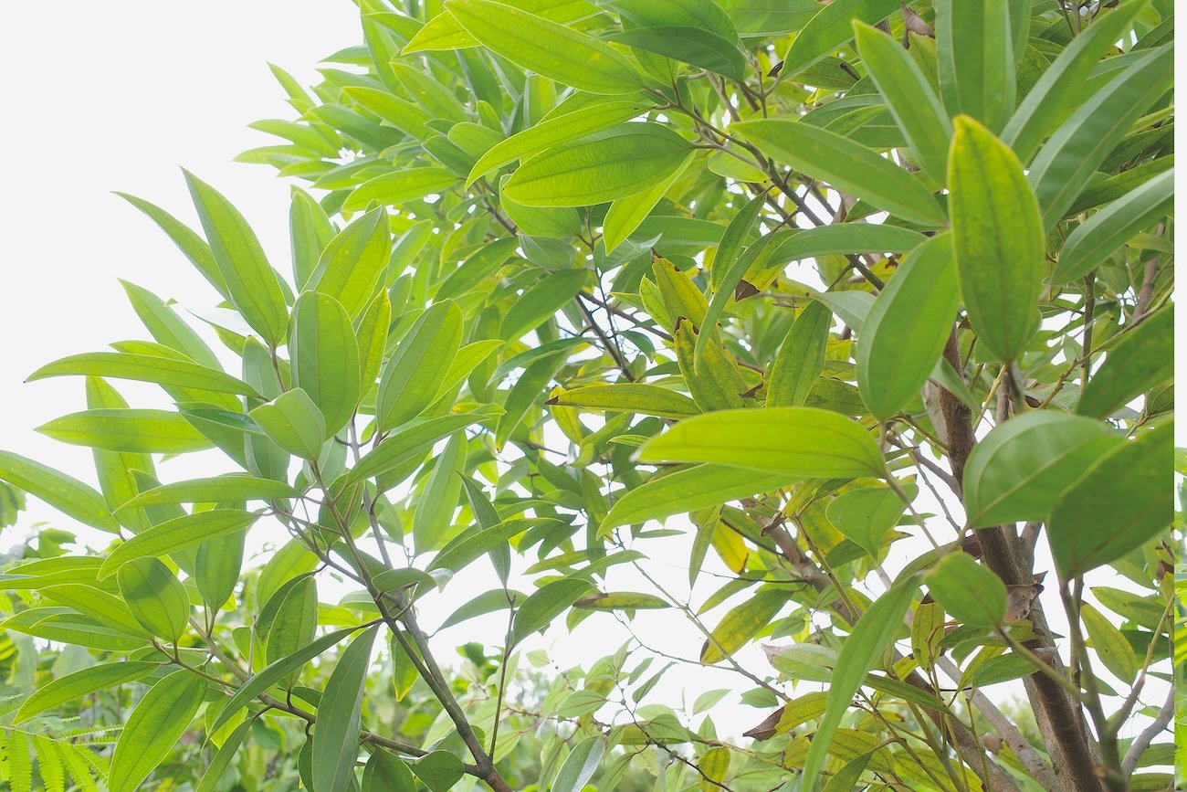 The leaves of the Ceylon cinnamon tree