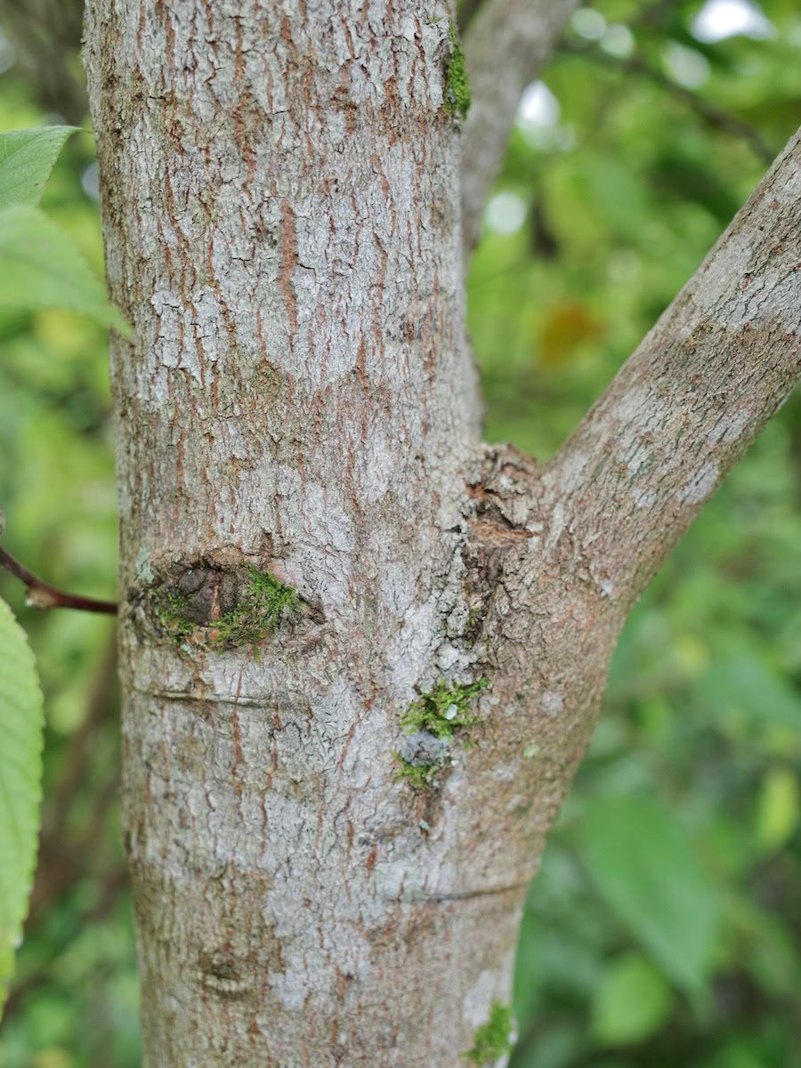 Ceylon cinnamon tree bark, close-up
