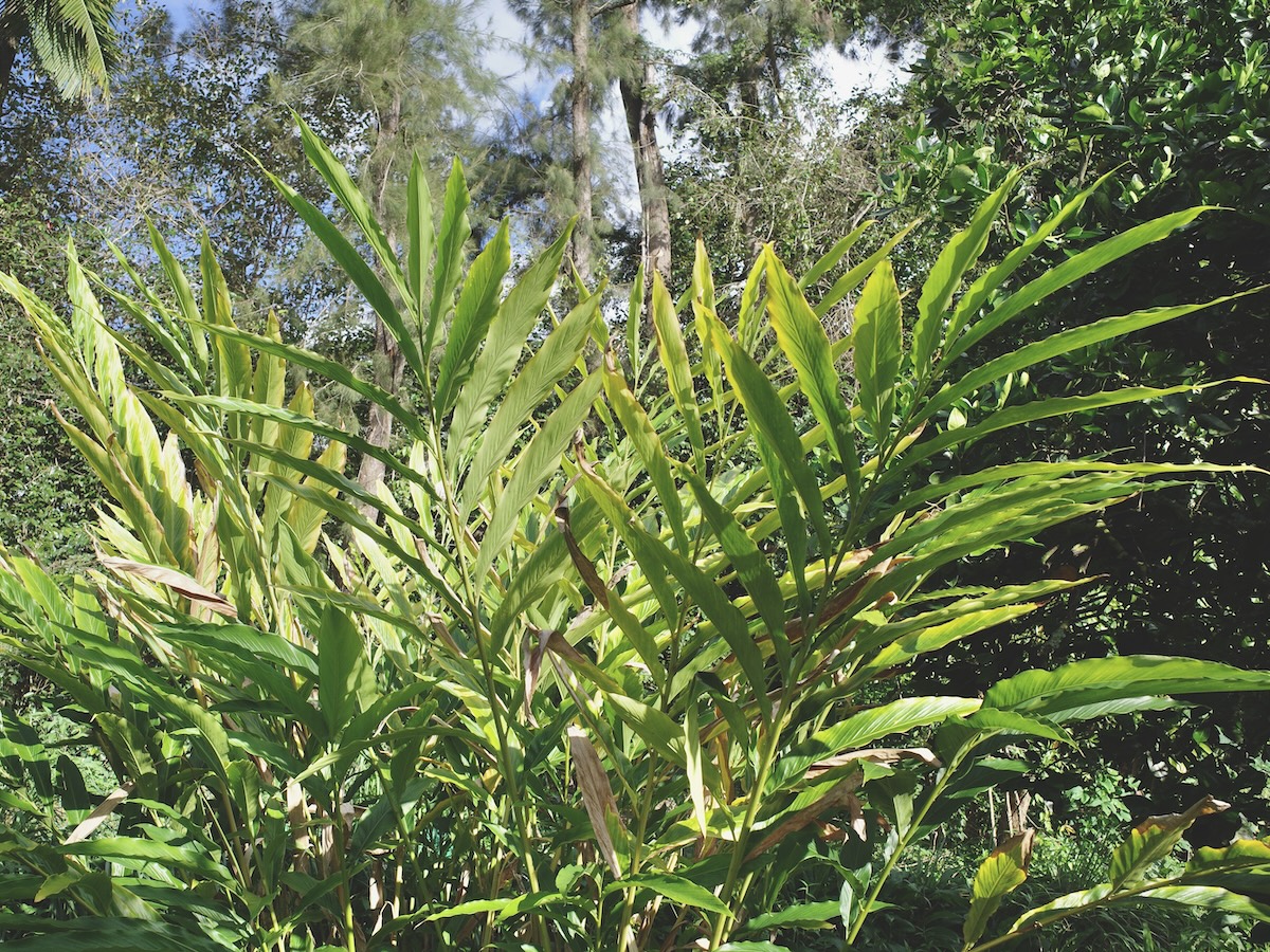 Elettaria cardamomum, the true cardamom plant