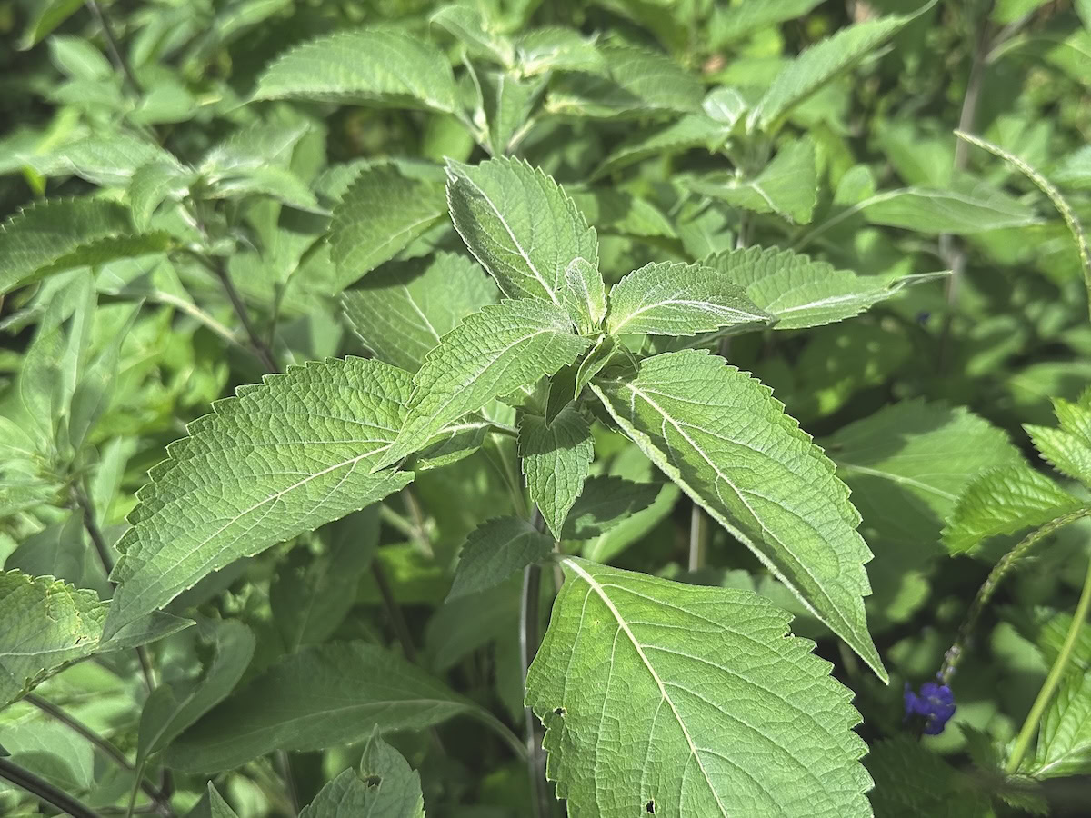 close up of holy basil (tulsi) leaves on the plant