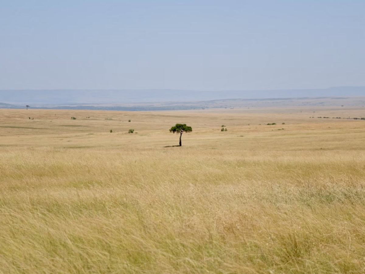 A lone tree in the middle of a large field