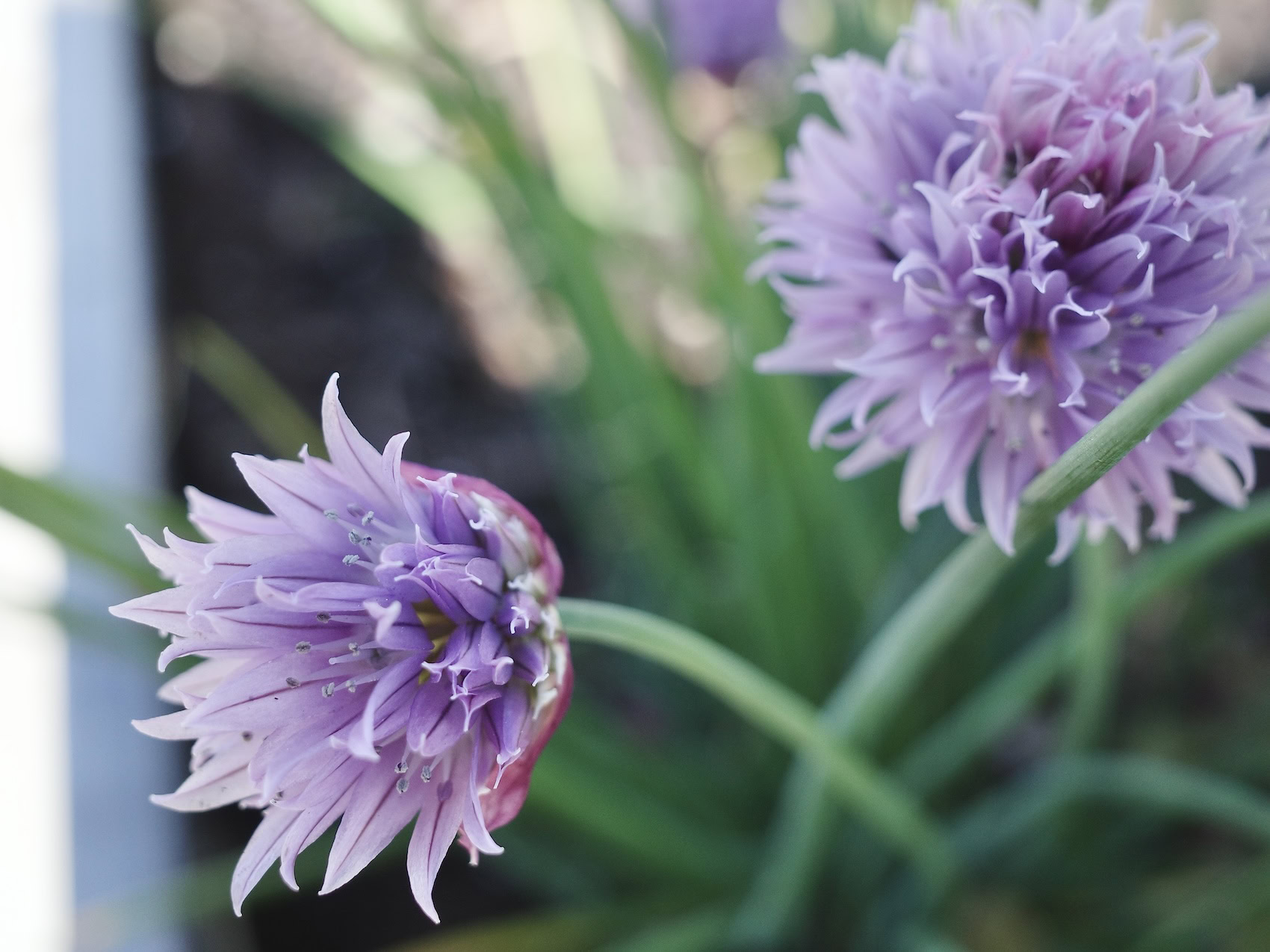 Purple onion chive flowers, close-up